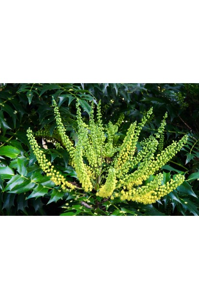 Жовті квіти магонії Charity серед зеленого листя.